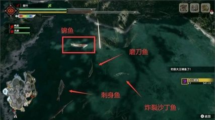 中國哪里能釣到龍魚：中國哪里能釣到龍魚？