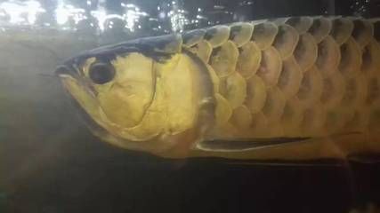 龍魚在上面不動怎么回事：龍魚在水面上靜止不動可能有多種原因以預防類似情況