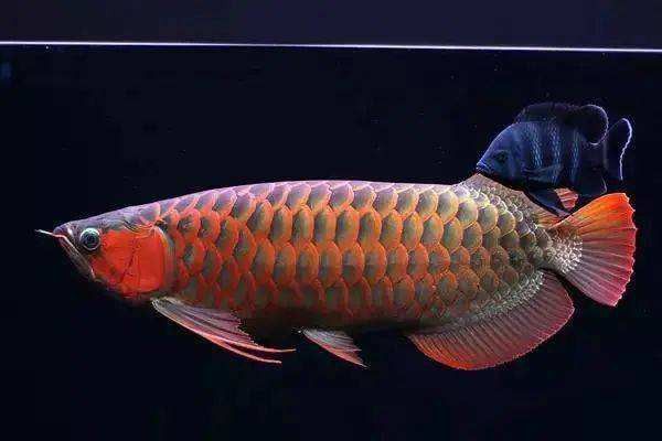 龍魚眼睛白膜治療周期