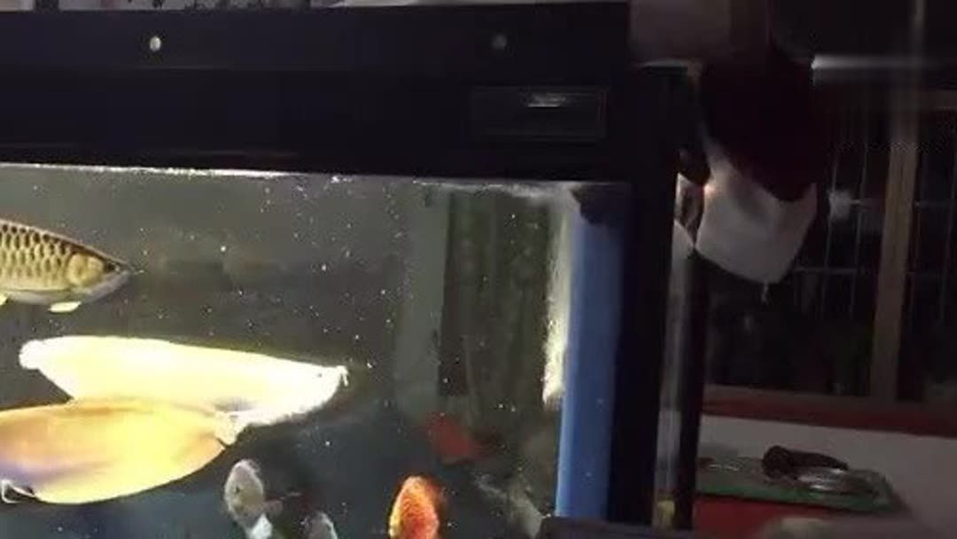 七彩神仙魚能和銀龍魚混養嗎（七彩神仙魚和銀龍魚可以混養嗎？）