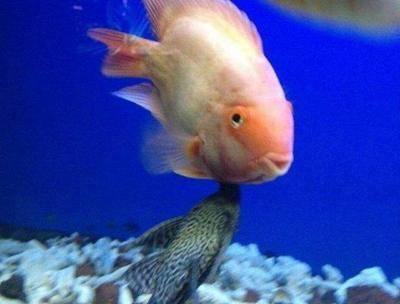 七彩神仙魚能和銀龍魚混養嗎（七彩神仙魚和銀龍魚可以混養嗎？）