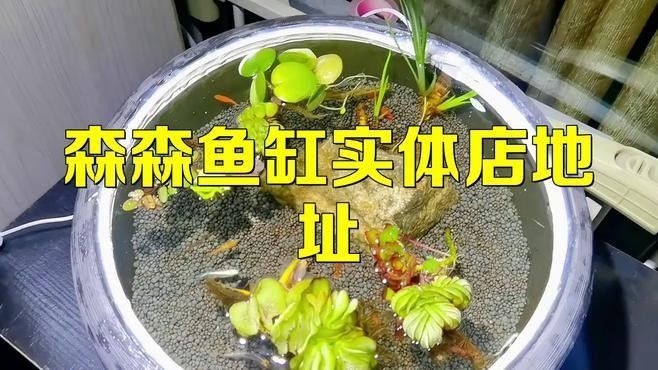 陽曲開水族店怎么樣？加盟祥龍魚場賣龍魚市場怎樣？