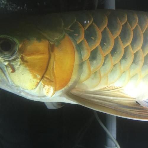 如何判斷龍魚鰭部是否感染？