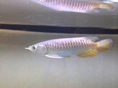 龍魚的生長周期是多長：關(guān)于龍魚的生長周期的詳細(xì)介紹
