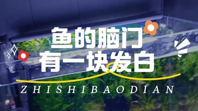 銀龍魚頭部有白點怎么回事啊