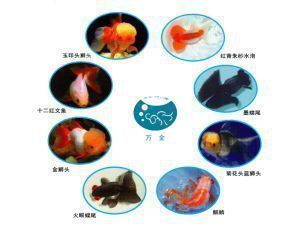發表魚缸里魚的說說朋友圈，如何拍攝魚缸美照魚缸生態平衡維護