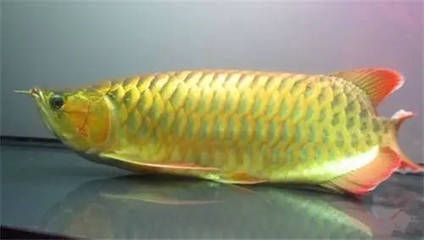 龍魚的常見病癥有哪些圖片和名稱呢：如何預防龍魚腹水病的早期癥狀