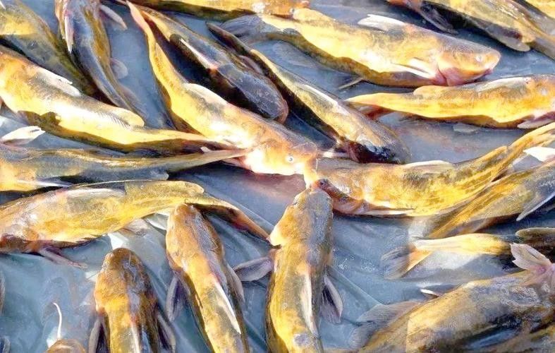 大興安嶺開水族店怎么樣？加盟祥龍魚場賣龍魚市場怎樣？