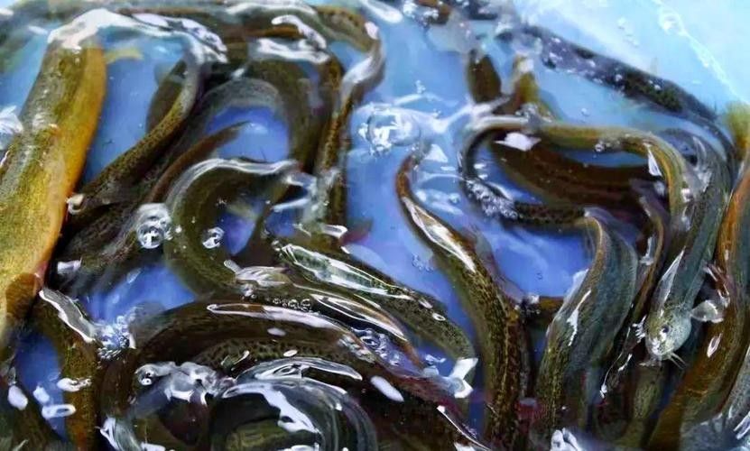 大興安嶺開水族店怎么樣？加盟祥龍魚場賣龍魚市場怎樣？