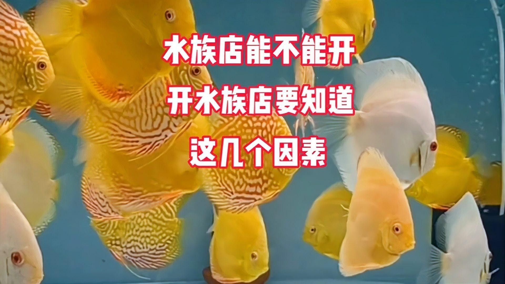 大興安嶺開水族店怎么樣？加盟祥龍魚場賣龍魚市場怎樣？