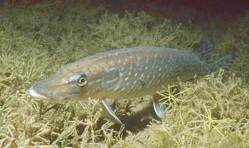 大興安嶺開水族店怎么樣？加盟祥龍魚場賣龍魚市場怎樣？