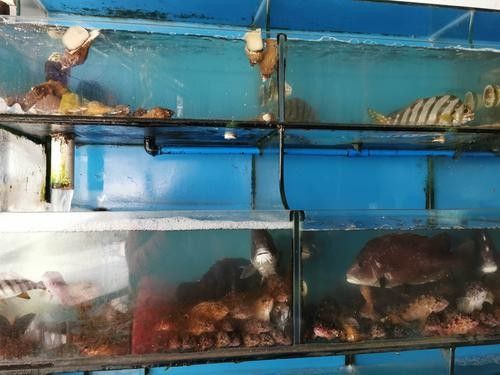 霞浦開水族店怎么樣？加盟祥龍魚場賣龍魚市場怎樣？