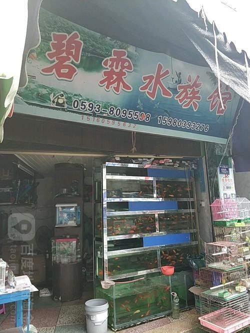 霞浦開水族店怎么樣？加盟祥龍魚場賣龍魚市場怎樣？