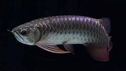 龍魚的壽命多長：龍魚的壽命受多種因素影響，家養龍魚的壽命受多種因素影響