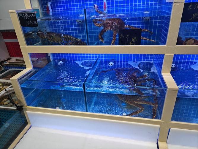 青島龍魚在哪賣好點(diǎn)兒