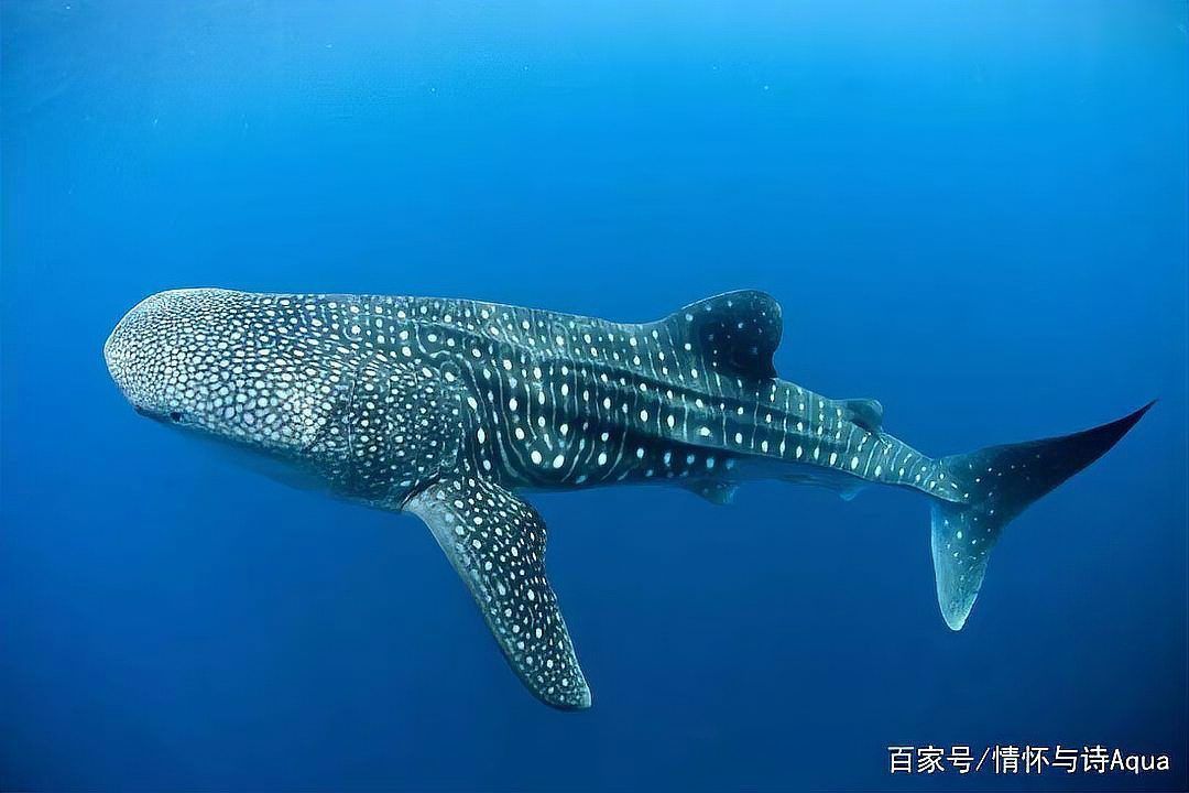 鯨魚和鯊魚哪個(gè)體型大