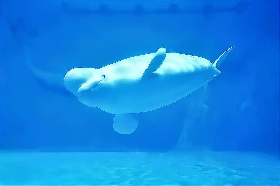 鯨魚和鯊魚哪個(gè)體型大