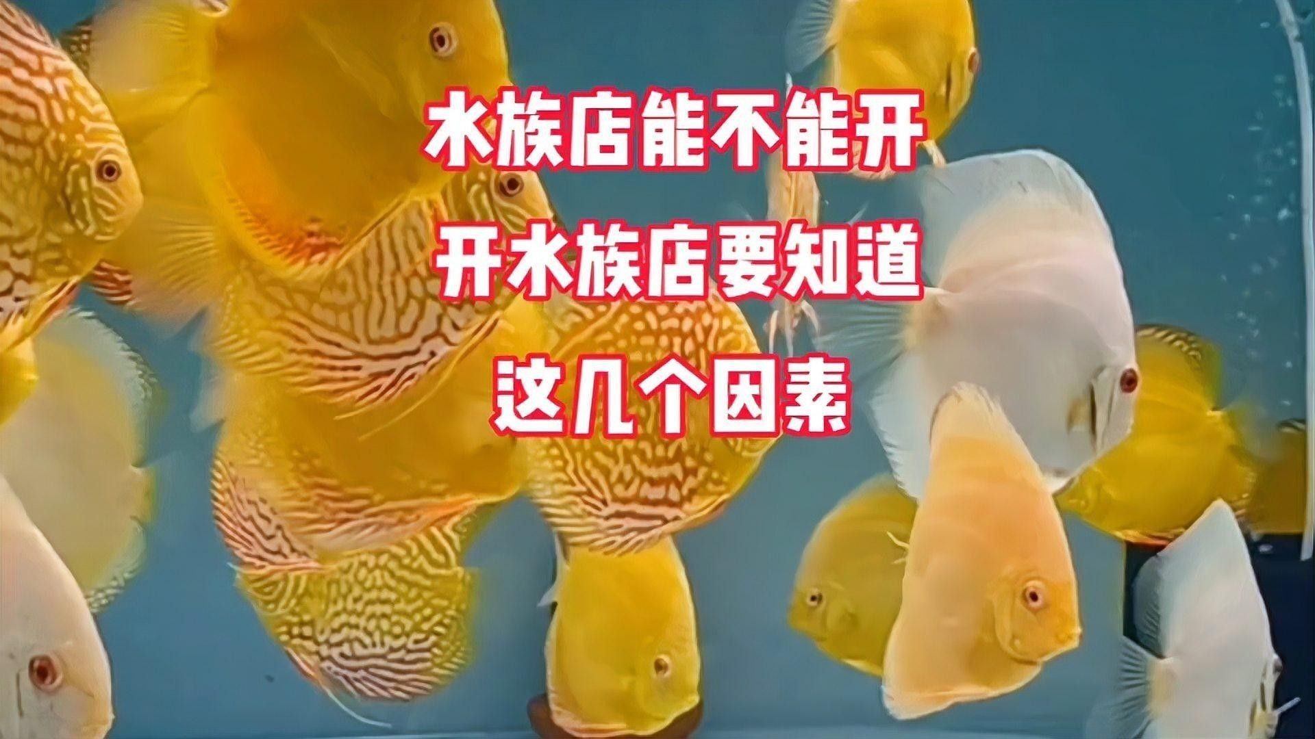 清鎮(zhèn)開水族店怎么樣？加盟祥龍魚場(chǎng)賣龍魚市場(chǎng)怎樣？