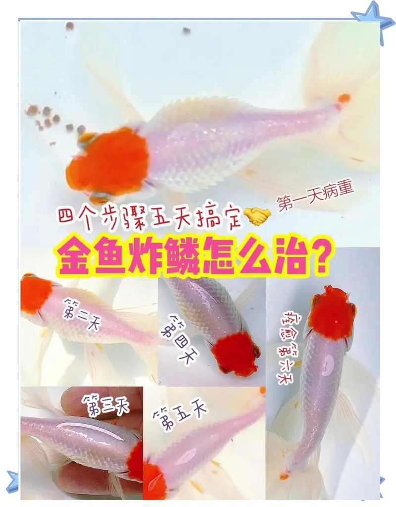 紅龍魚炸鱗治療期間需要停食多久？