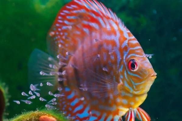 紅龍魚炸鱗治療期間需要停食多久？