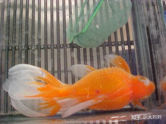 紅龍魚炸鱗治療期間需要停食多久？