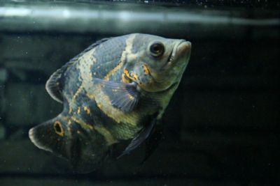 鸚鵡魚和銀龍魚水溫多少合適：如何調節魚缸水溫至適宜范圍
