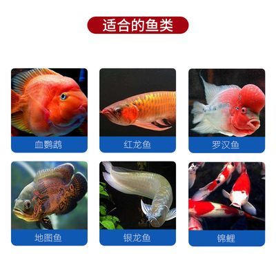 鸚鵡魚和銀龍魚水溫多少合適：如何調節魚缸水溫至適宜范圍