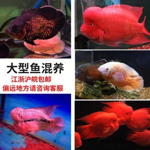鸚鵡魚和銀龍魚水溫多少合適：如何調節魚缸水溫至適宜范圍