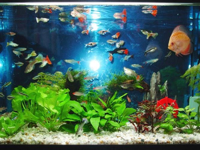 獻縣開水族店怎么樣？加盟祥龍魚場賣龍魚市場怎樣？