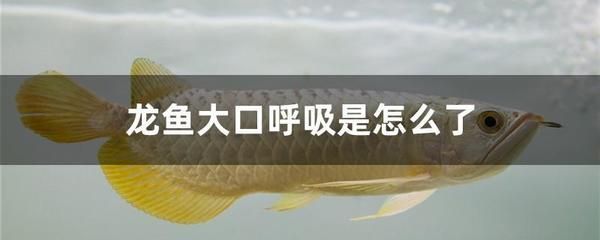 龍魚大口呼吸的原因及影響（龍魚大口呼吸可能導致死亡）