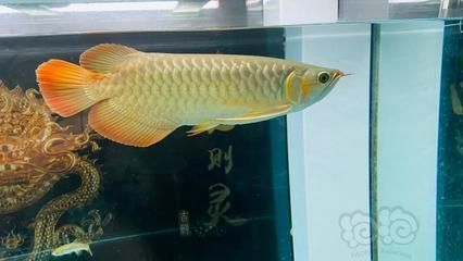 養(yǎng)龍魚幾天換水：養(yǎng)龍魚換水的頻率不是固定不變的