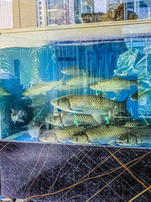 定日開水族店怎么樣？加盟祥龍魚場賣龍魚市場怎樣？