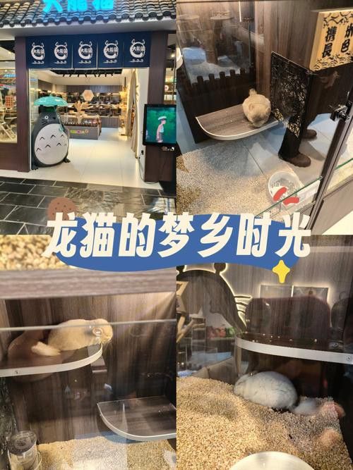 有哪些方法可以縮短龍貓的適應期？