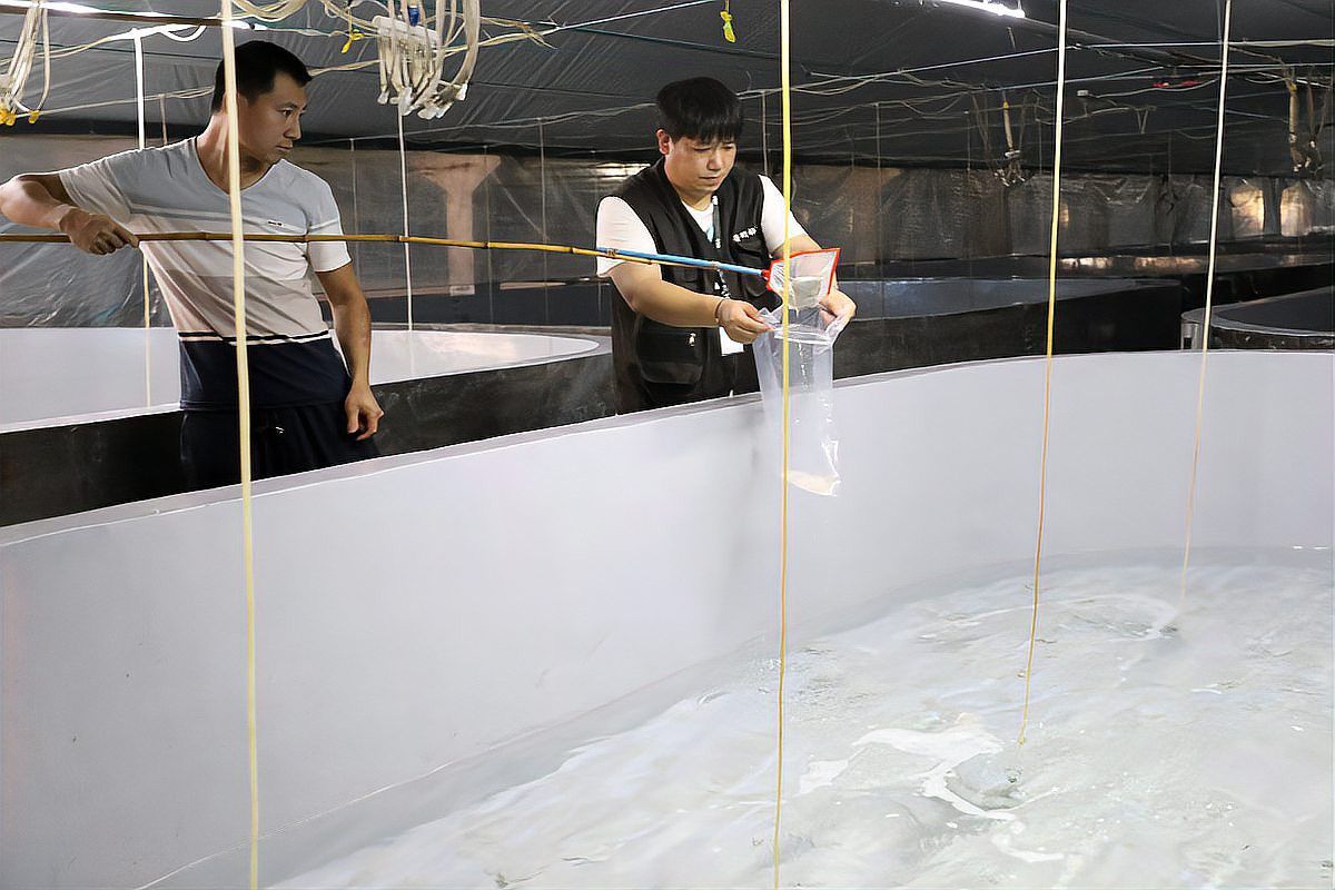金龍魚生小魚后需要多久隔離？