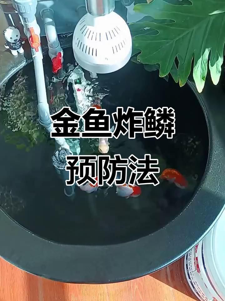 如何預(yù)防和治療金魚炸鱗病？