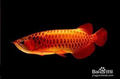 龍魚寬身好還是長身好看：寬身龍魚在觀賞上有其獨特的優勢，其體型可以分為多種類型
