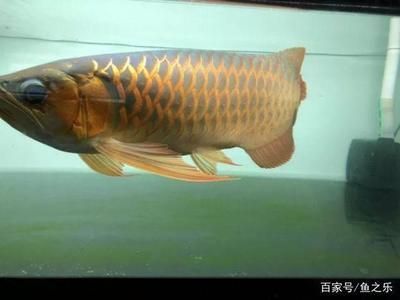 龍魚寬身好還是長身好看：寬身龍魚在觀賞上有其獨特的優勢，其體型可以分為多種類型