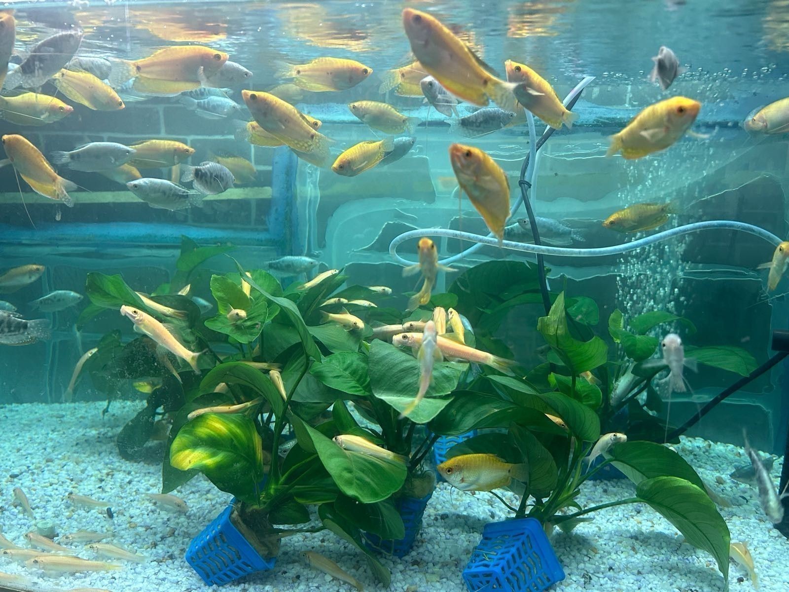 東山開水族店怎么樣？加盟祥龍魚場賣龍魚市場怎樣？