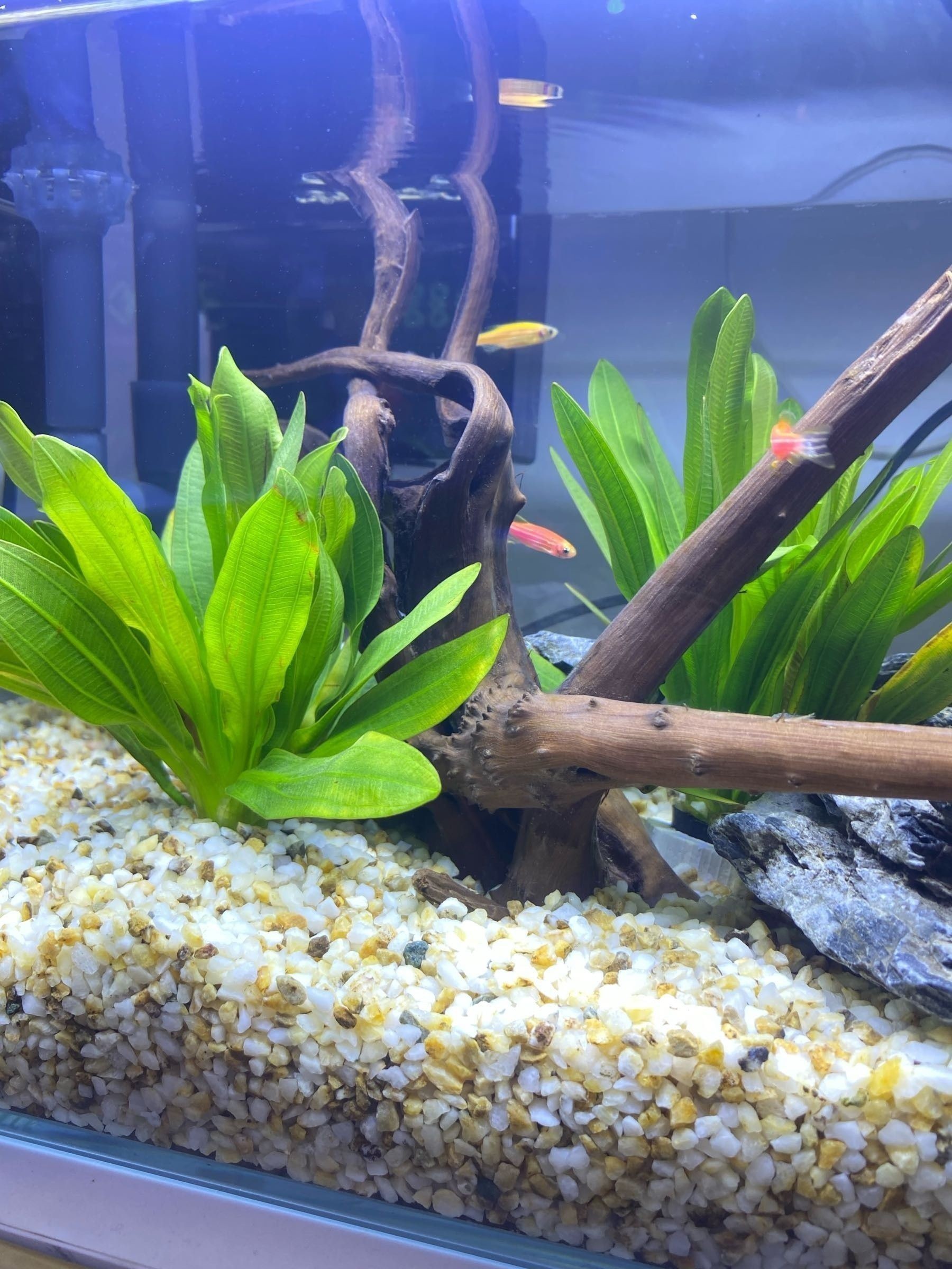 萬州開水族店怎么樣？加盟祥龍魚場賣龍魚市場怎樣？