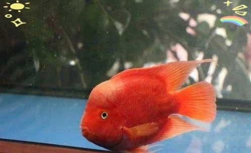 銀龍魚可以和發(fā)財(cái)魚一起養(yǎng)嗎