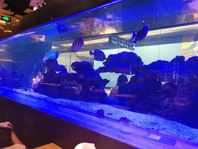 徐匯開水族店怎么樣？加盟祥龍魚場賣龍魚市場怎樣？