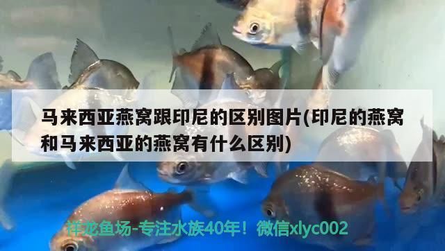 蝴蝶鯉飼料品牌推薦：蝴蝶鯉專用飼料品牌推薦，蝴蝶鯉飼料保存方法推薦