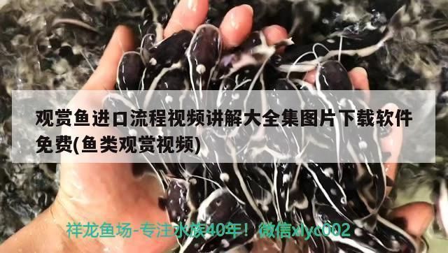 蝴蝶鯉飼料品牌推薦：蝴蝶鯉專用飼料品牌推薦，蝴蝶鯉飼料保存方法推薦