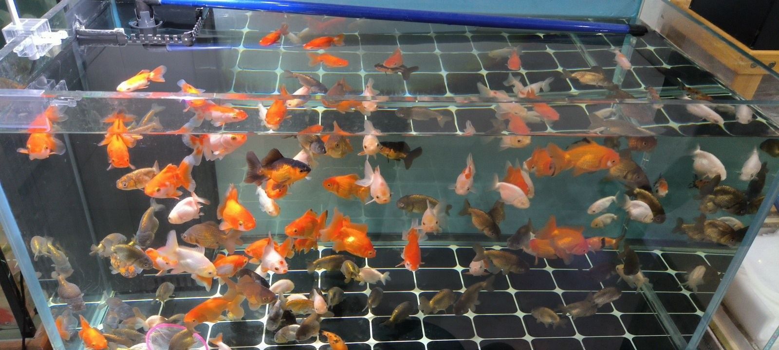 臨沂河東開水族店怎么樣？加盟祥龍魚場賣龍魚市場怎樣？
