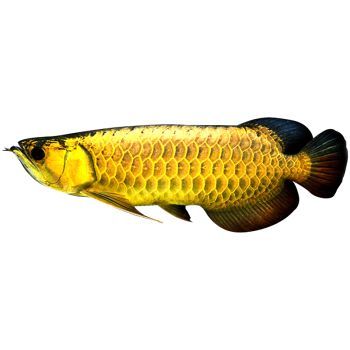 印尼小紅龍魚品牌客戶服務體系：印尼小紅龍魚品牌致力于提供優質服務