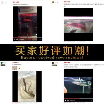 印尼小紅龍魚品牌客戶服務體系：印尼小紅龍魚品牌致力于提供優質服務
