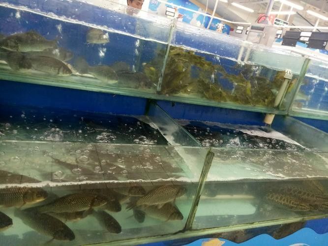 長豐開水族店怎么樣？加盟祥龍魚場賣龍魚市場怎樣？