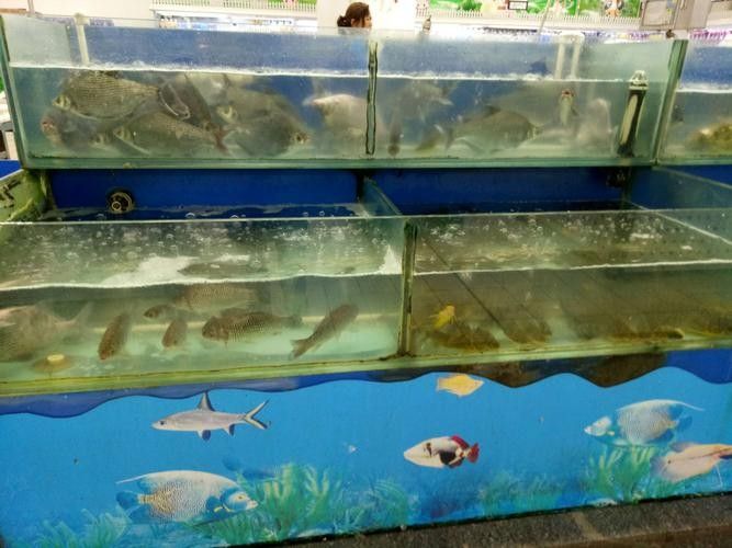 長豐開水族店怎么樣？加盟祥龍魚場賣龍魚市場怎樣？
