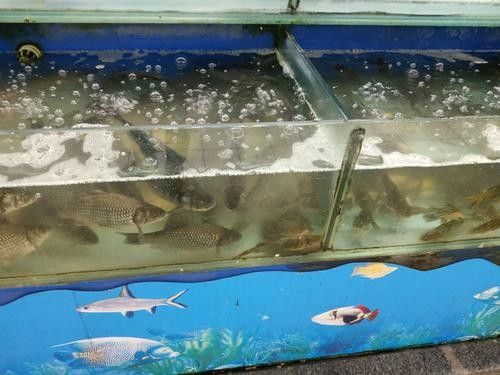 長豐開水族店怎么樣？加盟祥龍魚場賣龍魚市場怎樣？
