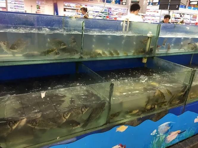 長豐開水族店怎么樣？加盟祥龍魚場賣龍魚市場怎樣？